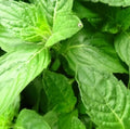 tulsi-kids