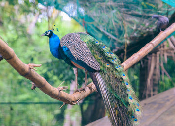 Puzzle - Birds of Ashram - 60 Pieces