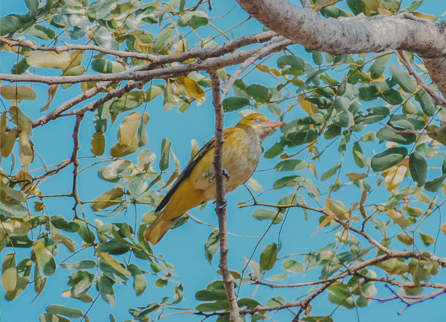 Puzzle - Birds of Ashram - 60 Pieces